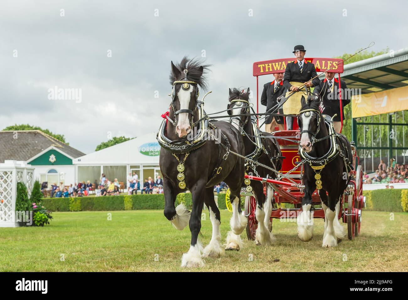 Great Yorkshire Show, Harrogate, Großbritannien. 15. Juli 2022. Die Heavy Horse Parade mit Thwaites Ales, Reserve Champions, drei oder mehr Pferde-Wahlbeteiligung Team. Ho Stockfoto