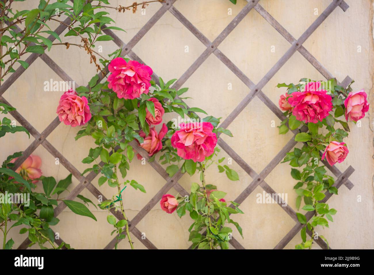 Rote Rosenblüten. Wunderschöner Rosenbusch in der Nähe der alten Mauer Stockfoto