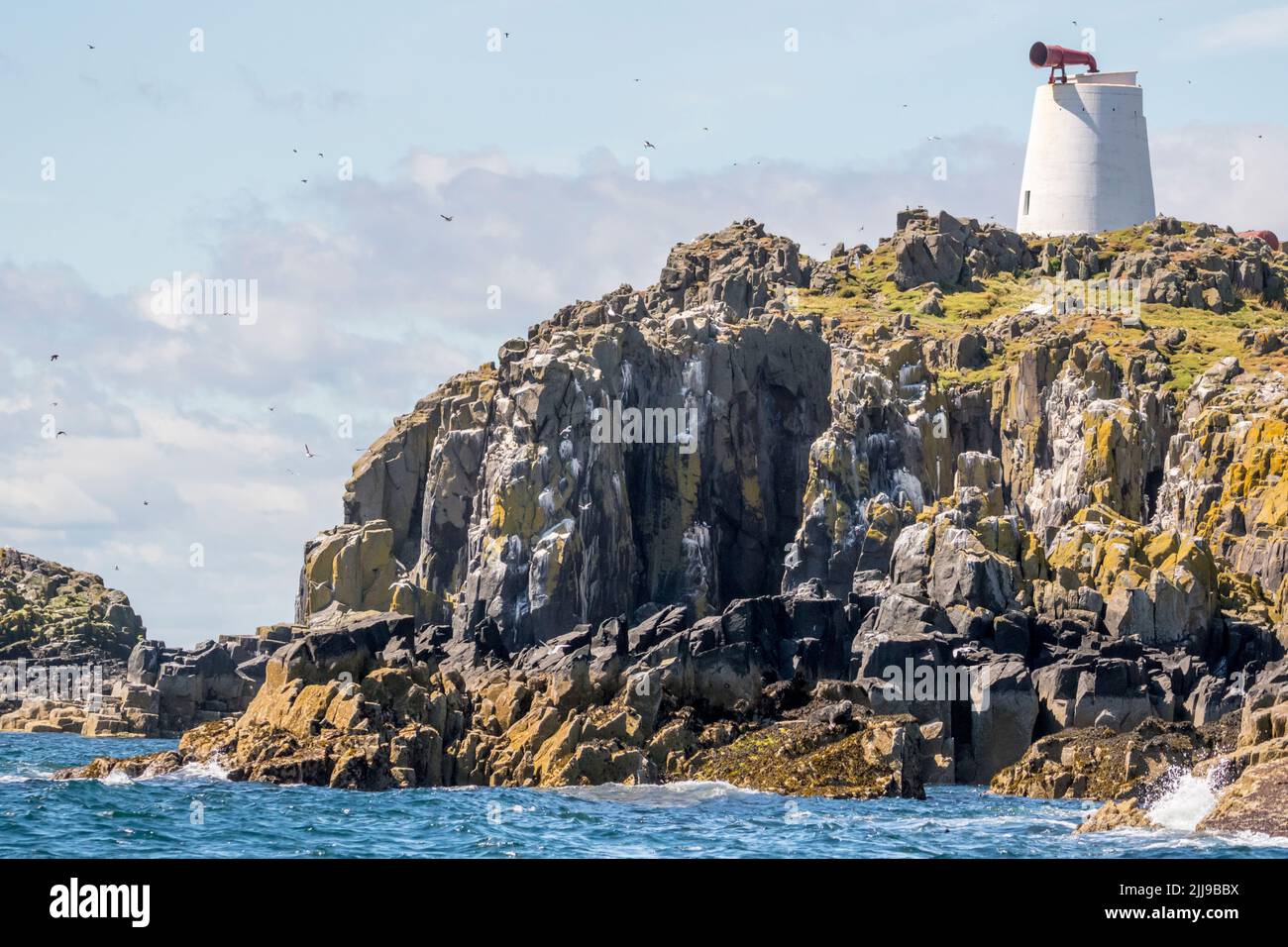 Seevögel auf Klippen am Ende der Isle of May im äußeren Firth of Forth. Stockfoto