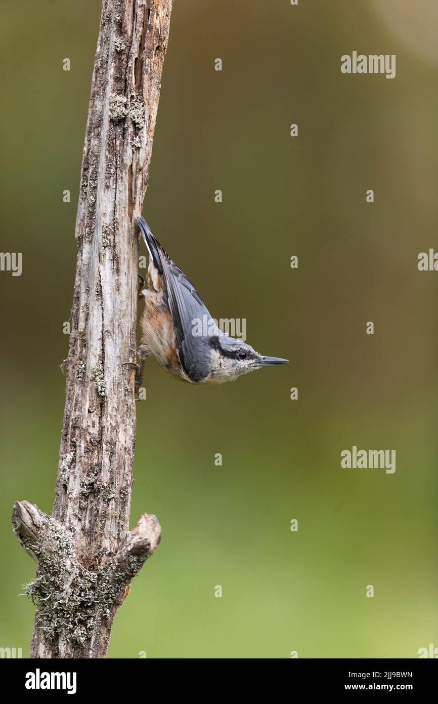 Eurasischer Nuthatch Sitta europaea, Erwachsener auf dem Stamm, Suffolk, England, Juli Stockfoto