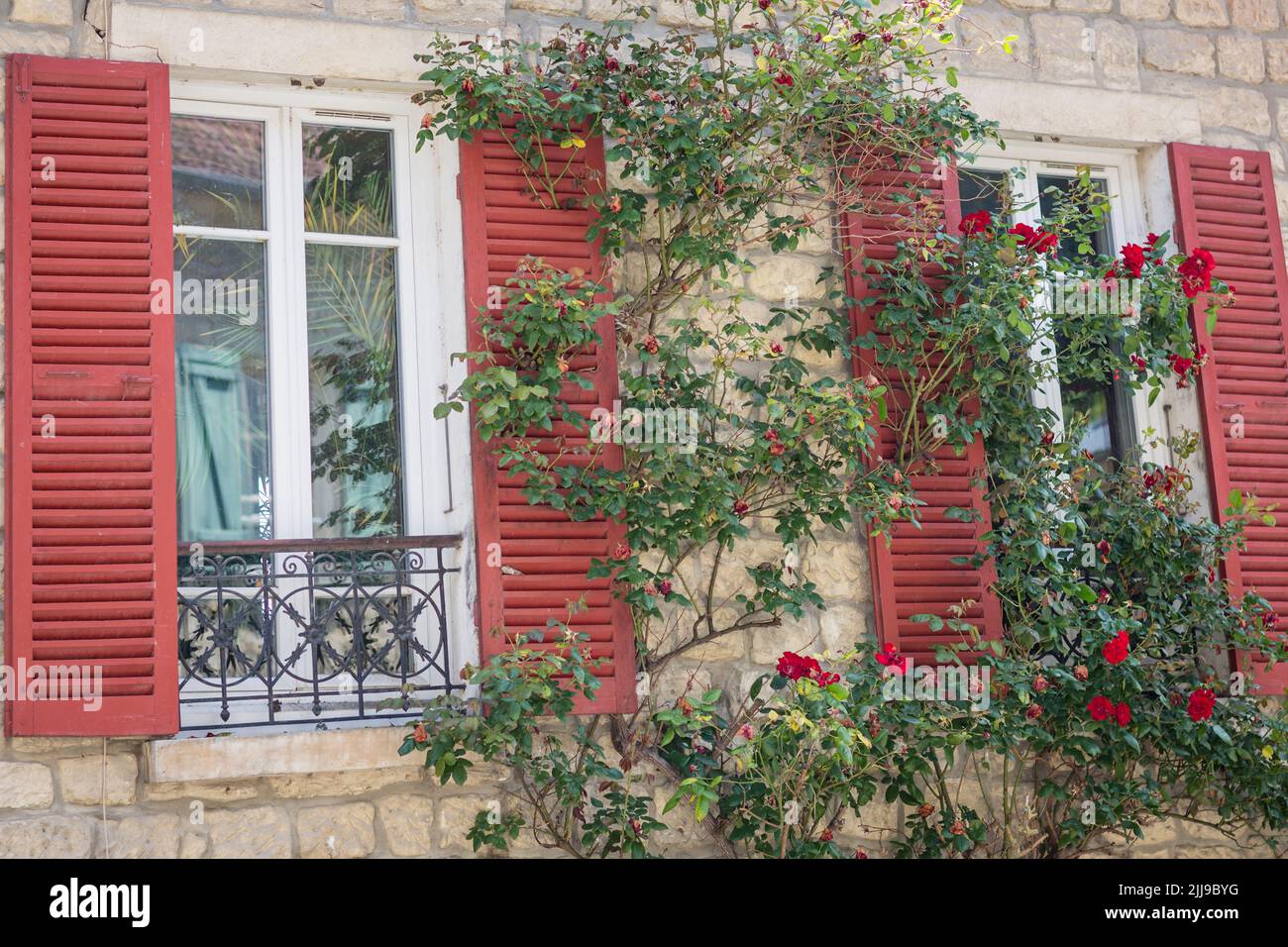 Wunderschöner Rosenbusch in der Nähe einer alten Mauer und alten Fenstern Stockfoto