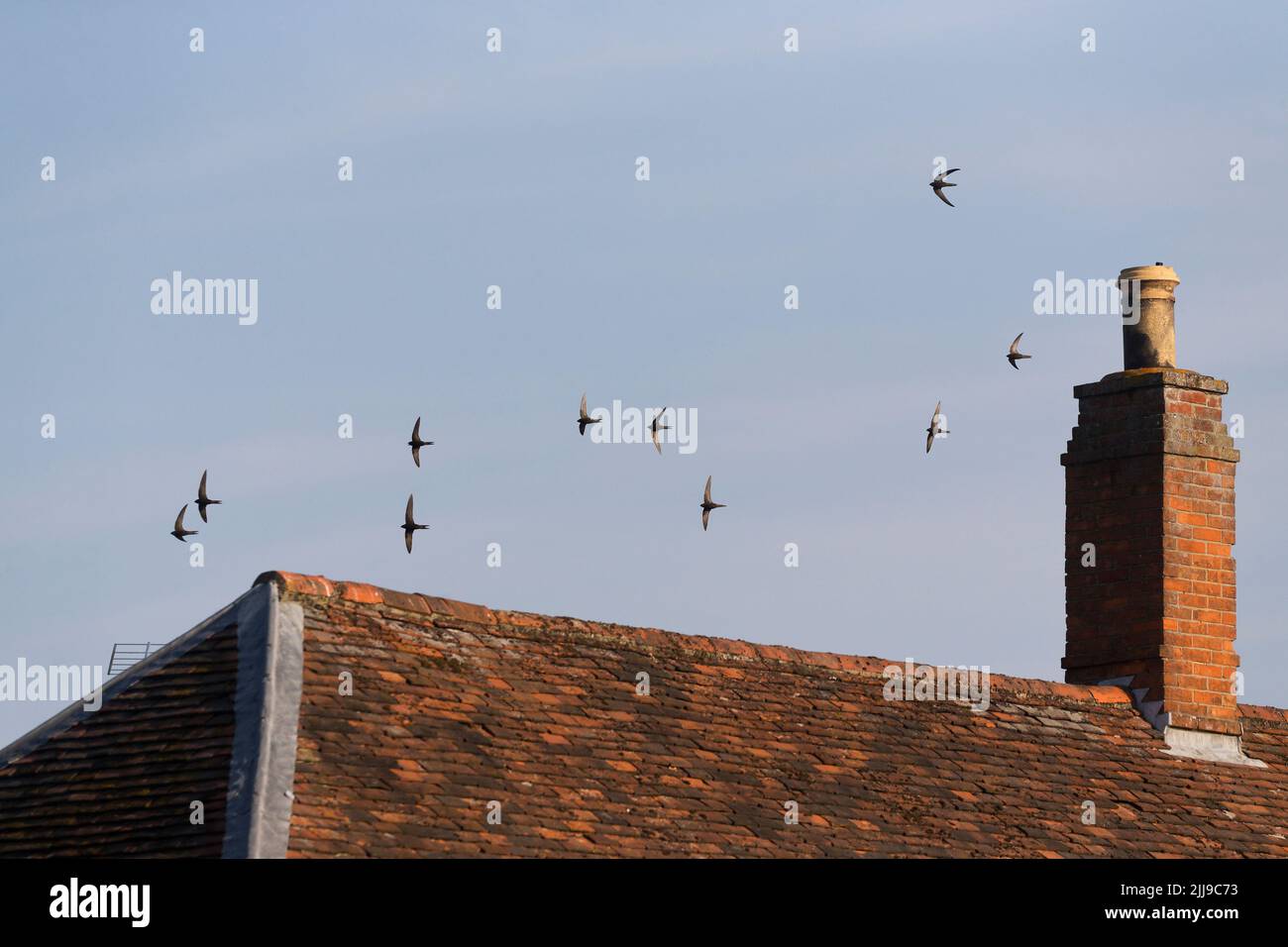 Gewöhnlicher flinker Apus apus, ausgewachsene Herde, die über Haus fliegt, Suffolk, England, Juli Stockfoto