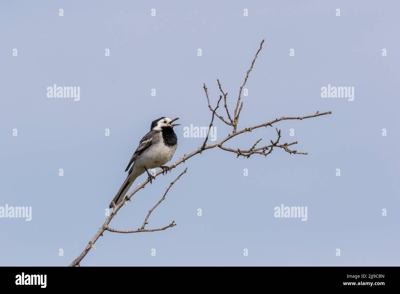 Bachstelze singen Stockfoto