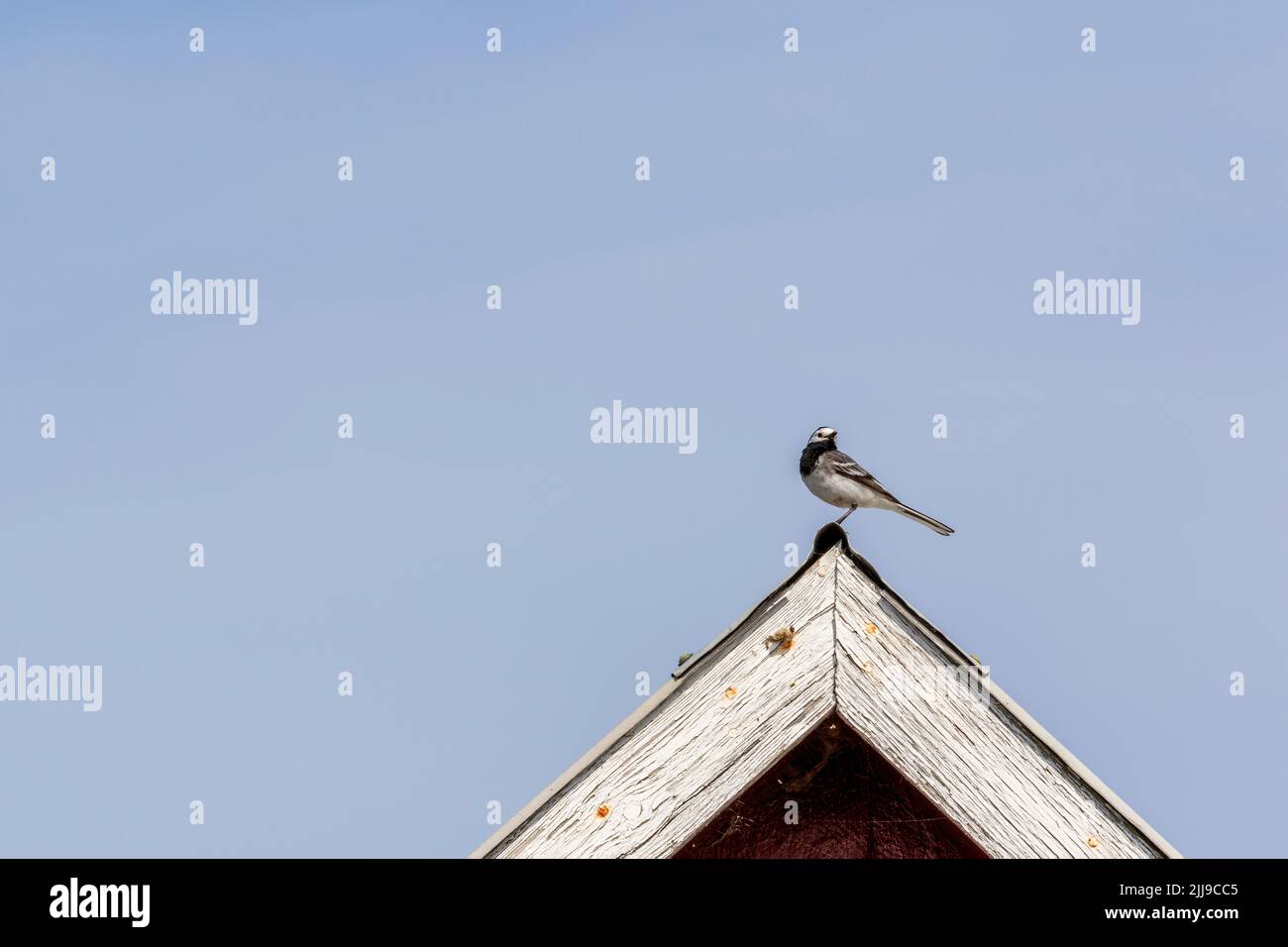 Bachstelze singen Stockfoto