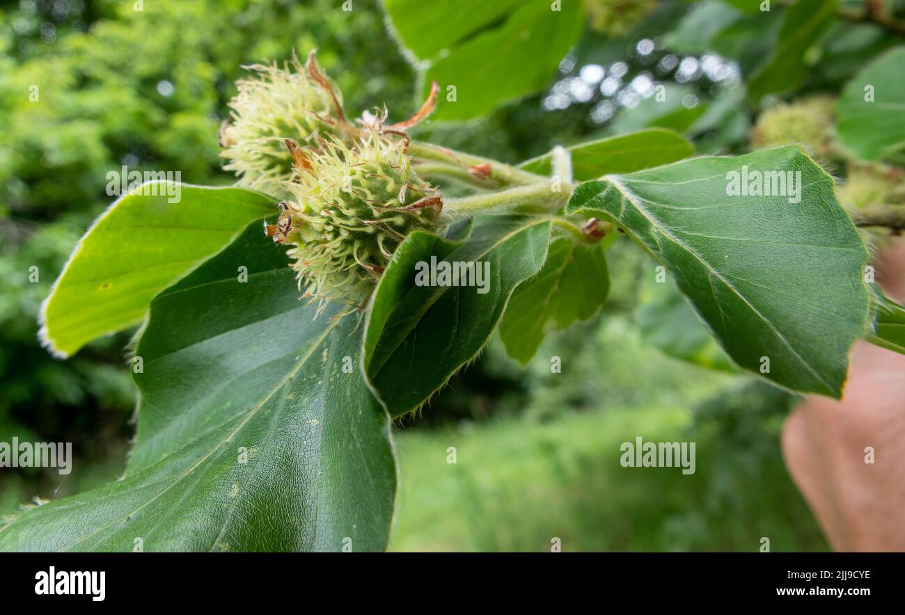 Detaillierte Nahaufnahme von Buchennüssen auf einer europäischen Buche (Fagus sylvatica), die auf der Salisbury Plain, Großbritannien, wächst Stockfoto