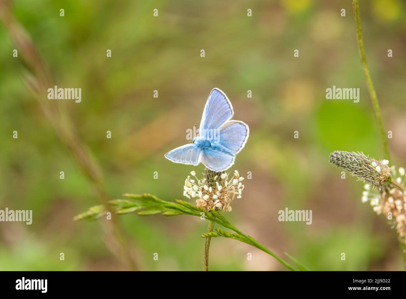 Nahaufnahme eines gewöhnlichen blauen Schmetterlings (Polyommatus icarus) Stockfoto