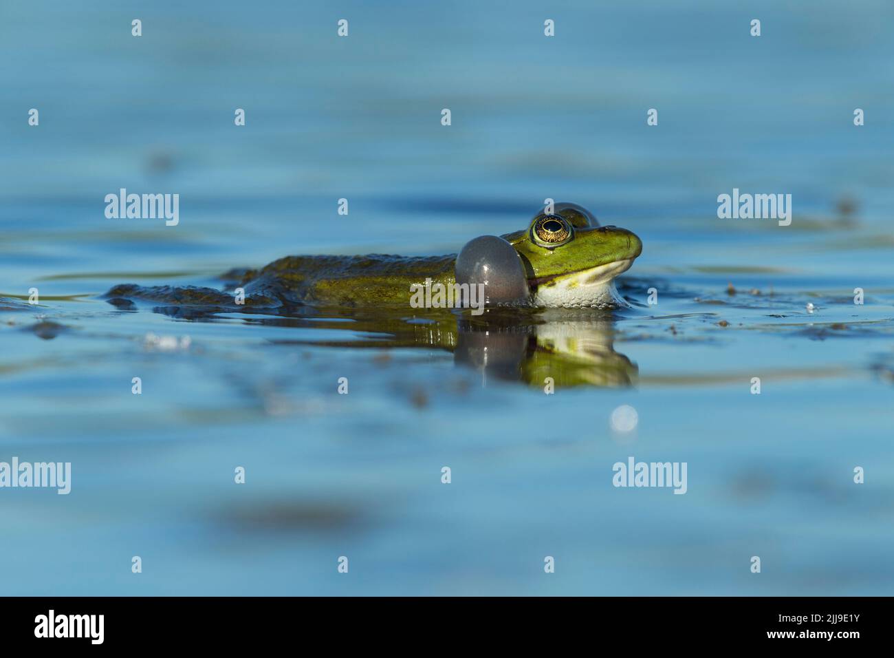 Marschfrosch Pelophylax ridibundus, Erwachsene, aufblasende Gesangsbeutel, Tiszaalpár, Ungarn, Mai Stockfoto