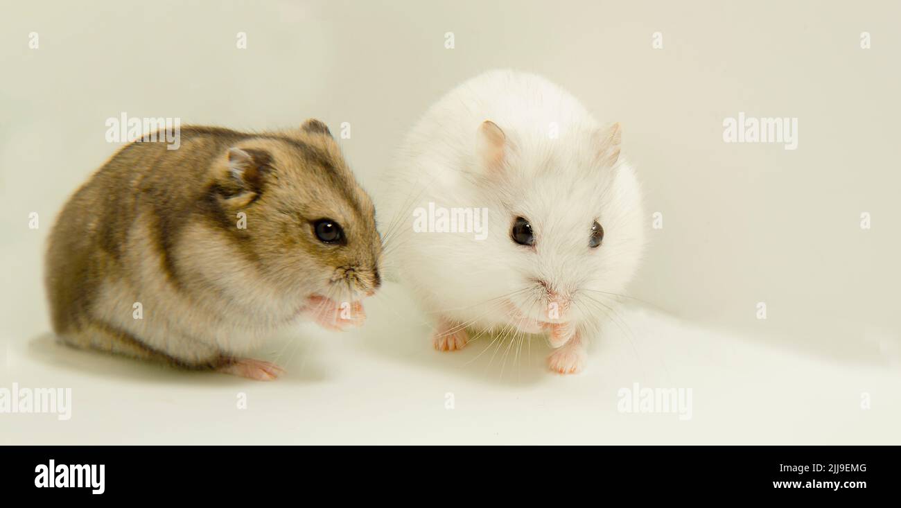 Ein grauer Hamster und ein weißer Hamster sitzen. Die Leiste der Hamster sitzt schön. Haustiere sind Hamster. Stockfoto