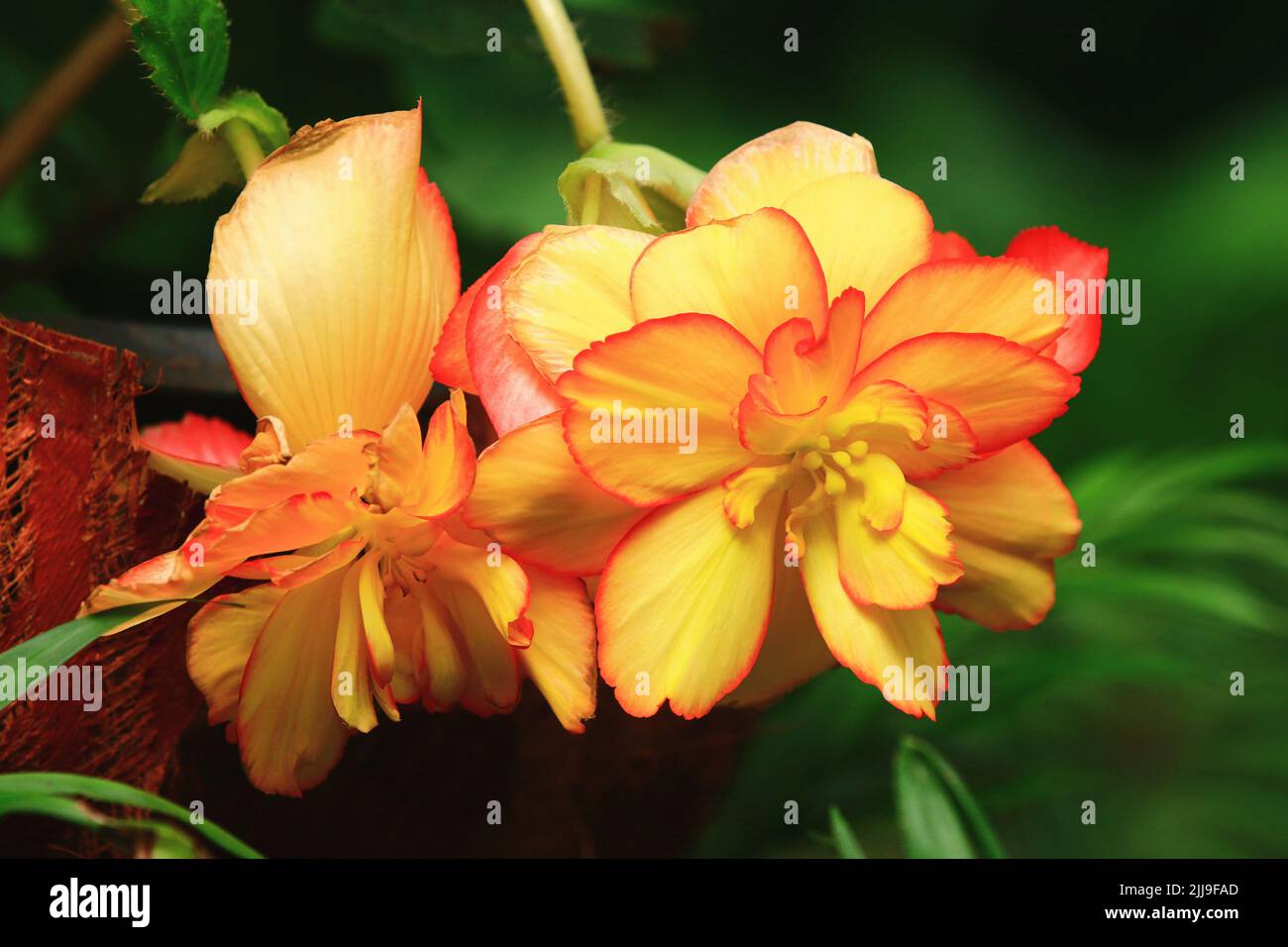 Blühende bunte Begonia-Blumen, Nahaufnahme von Gelb mit orangefarbenen Begonia-Blumen, die im Garten blühen Stockfoto