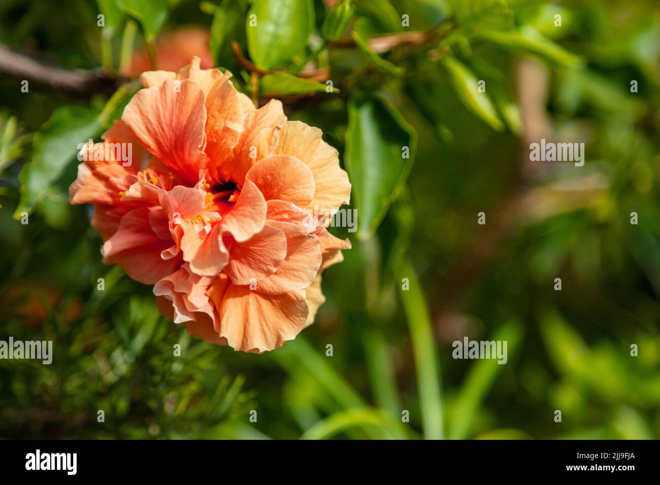 Hibiscus rosa sinensis, zweiblättrige Blüte, orangefarbene Rosenmalge, schwarze Pflanze, Chinarose, Hawaiian, chinesischer Hibiskus blühender immergrüner Tropf Stockfoto