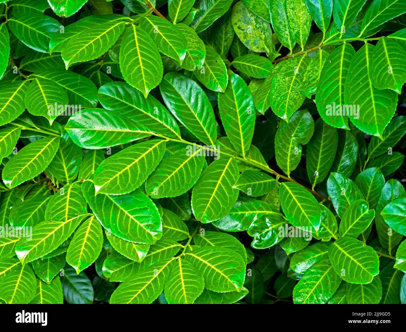 Nahaufnahme von grünen Lorbeerblättern, Prunus laurocerasus Stockfoto