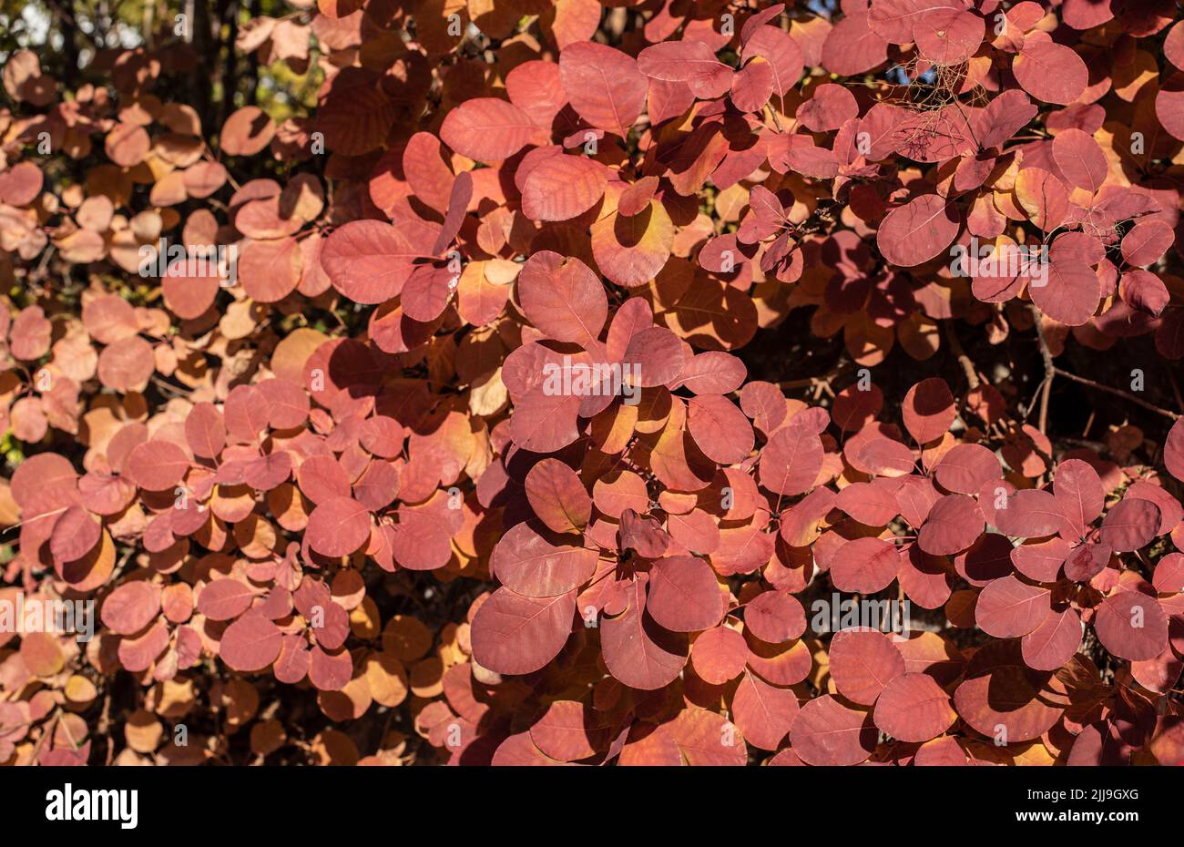 Zweige eines Rauchbusches mit runden ovalen, rötlichen Blättern im Herbst Stockfoto