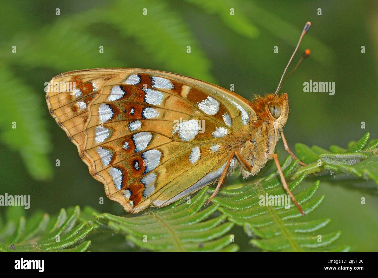 Der sehr seltene Hochbraune Fritillarschmetterling, Arnside Knott, Cumbria Stockfoto