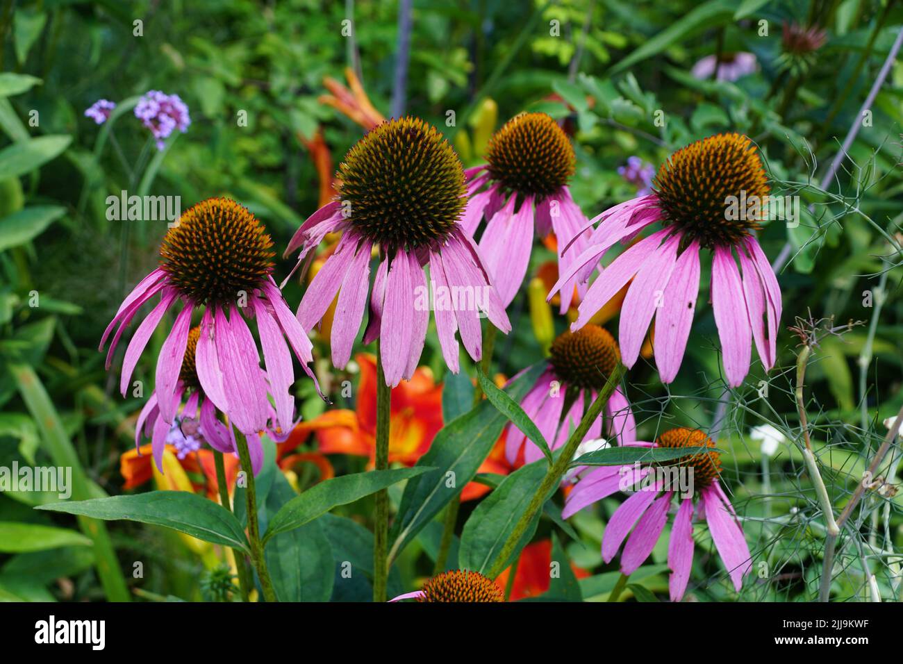 Schöne rosa Kegelblumen in voller Blüte im Sommer Stockfoto