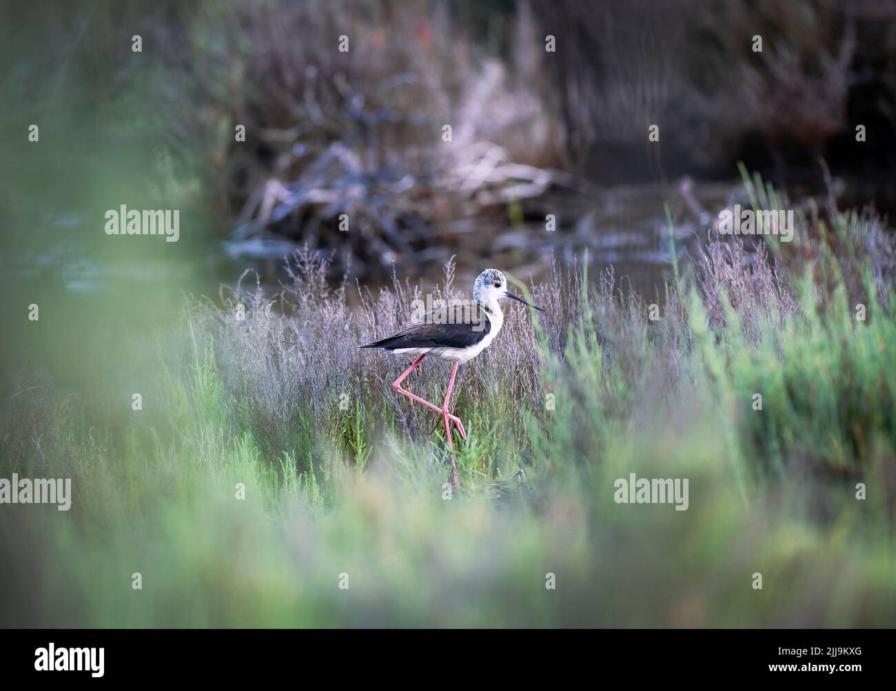 Schwarze geflügelte Stelze im Gestrüpp Stockfoto