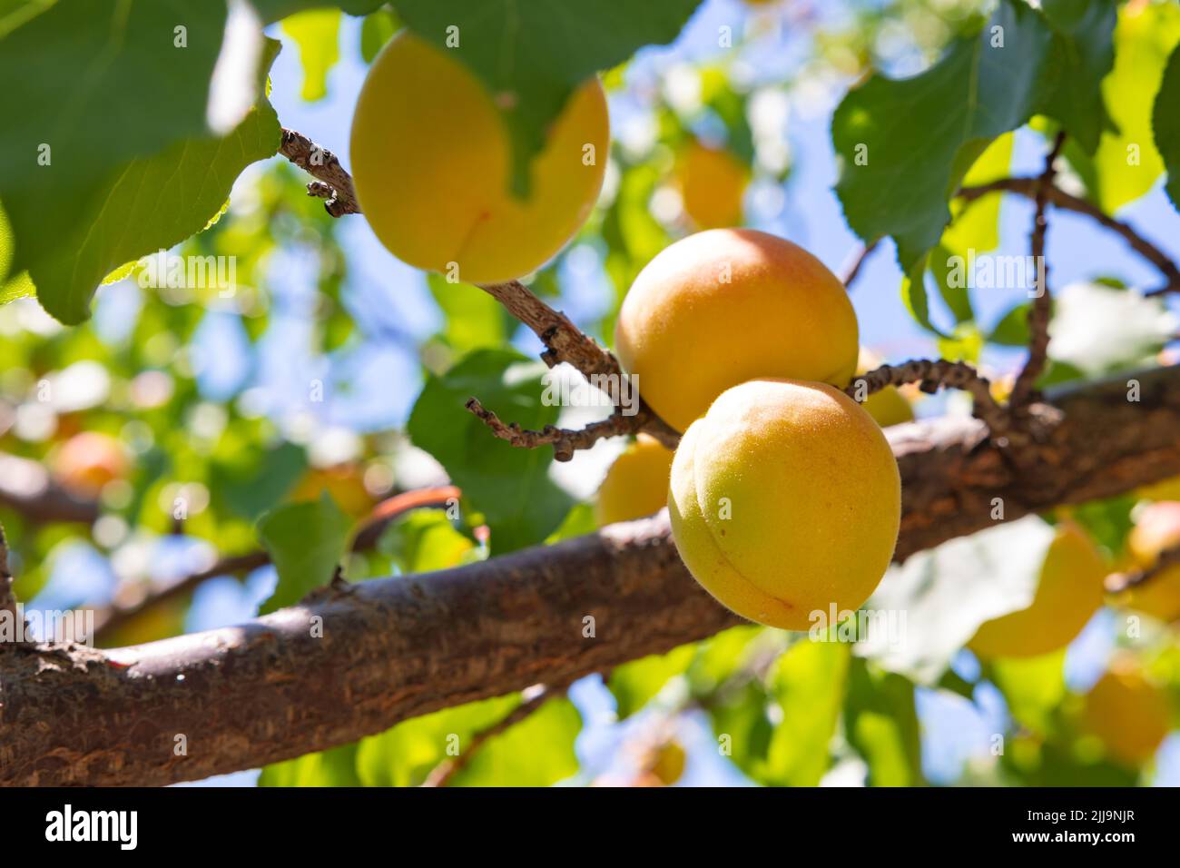 Sommerfrüchte. Aprikosen auf dem Baum im Fokus. Bio-Obst-Konzept. Aprikosenproduktion in Malatya Türkei Stockfoto