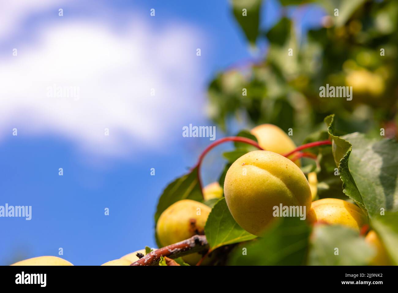 Bio-Früchte auf dem Baum. Aprikosen auf dem Ast im Fokus. Aprikosenproduktion in Malatya Türkei Stockfoto