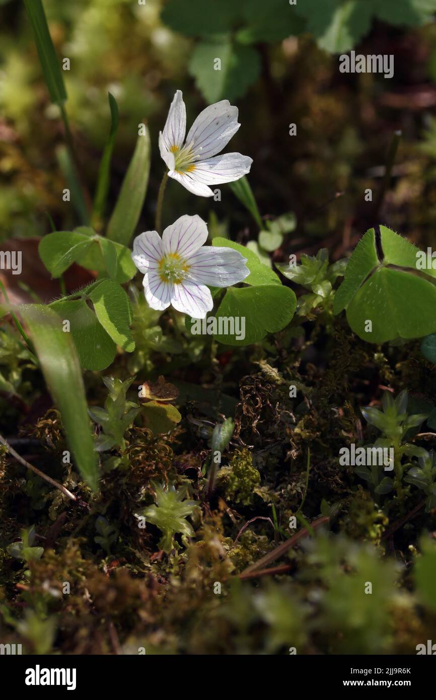 Waldsorrel (Oxalis acetosella) blühende weiße Blume in einem botanischen Garten, Litauen Stockfoto