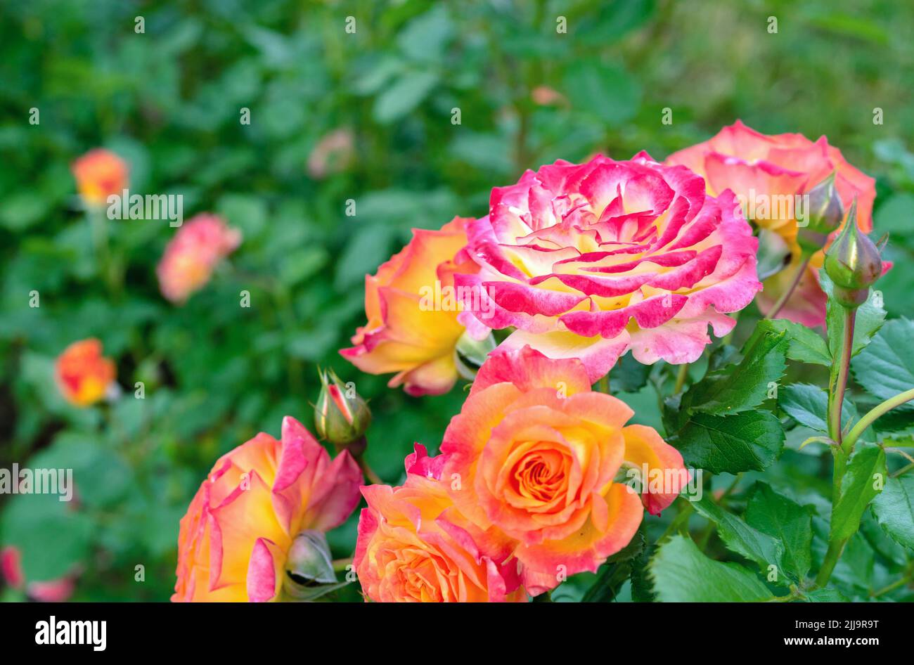 Rosa Rose mit einem weißen Zentrum, umgeben von orangen Rosen. Stockfoto