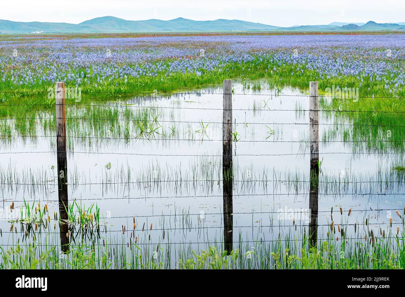Idaho Wildblumen und Zaun in einem mit Wasser gefüllten Sumpfgebiet Stockfoto