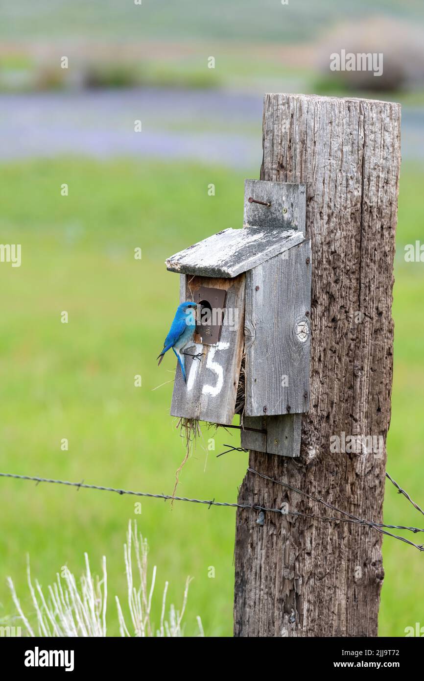 Vogelhaus in der Natur und Blauvögel und Heuschrecke Stockfoto