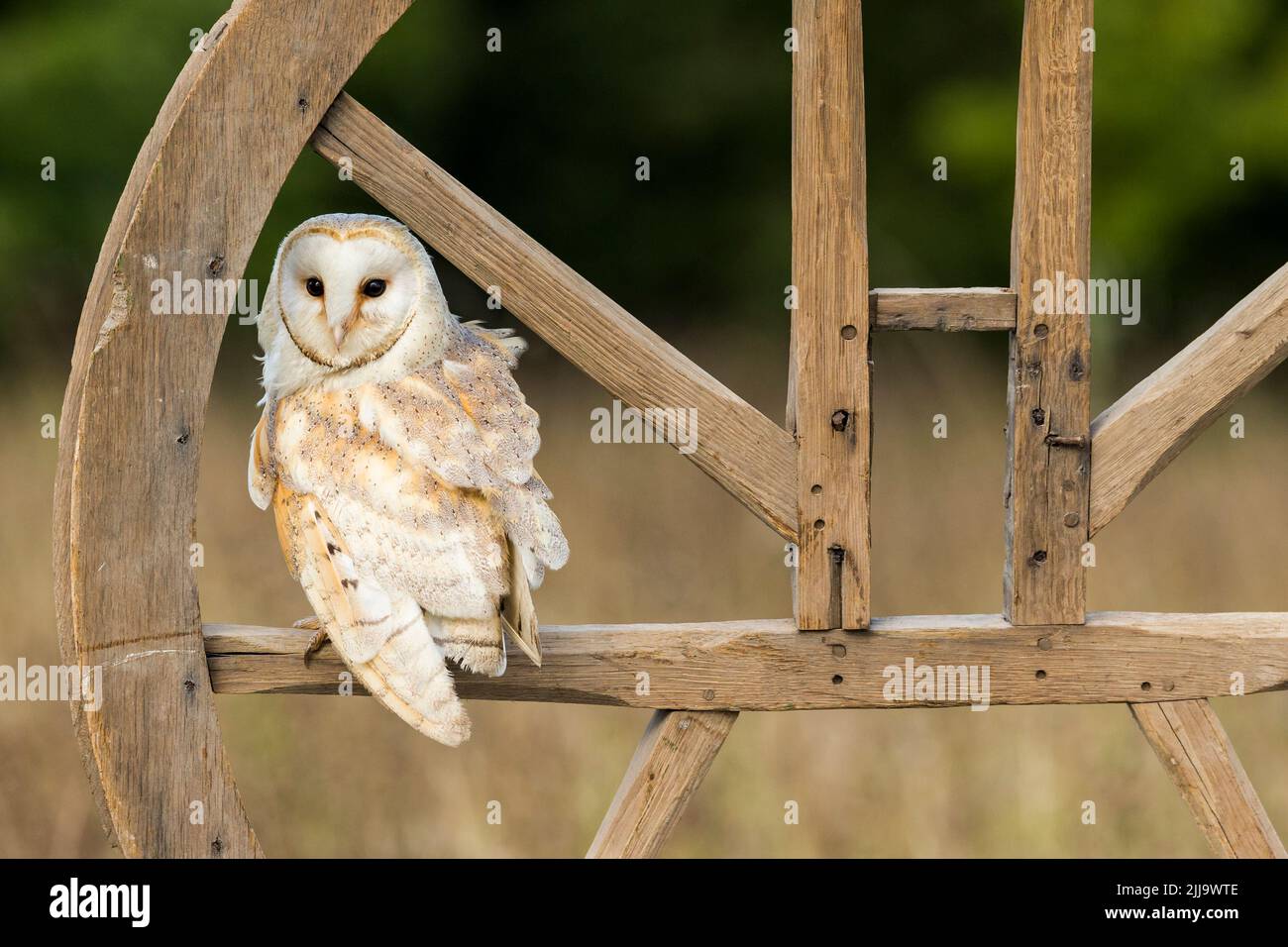 Scheune Owl Tyto alba (Captive), Erwachsener auf Holzrad, Hawk Conservancy Trust, Andover, Hampshire, Großbritannien, September Stockfoto