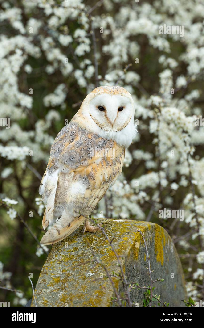 Scheune Owl Tyto alba (Captive), Erwachsener auf Steinrad, Hawk Conservancy Trust, Andover, Hampshire, Großbritannien, April Stockfoto