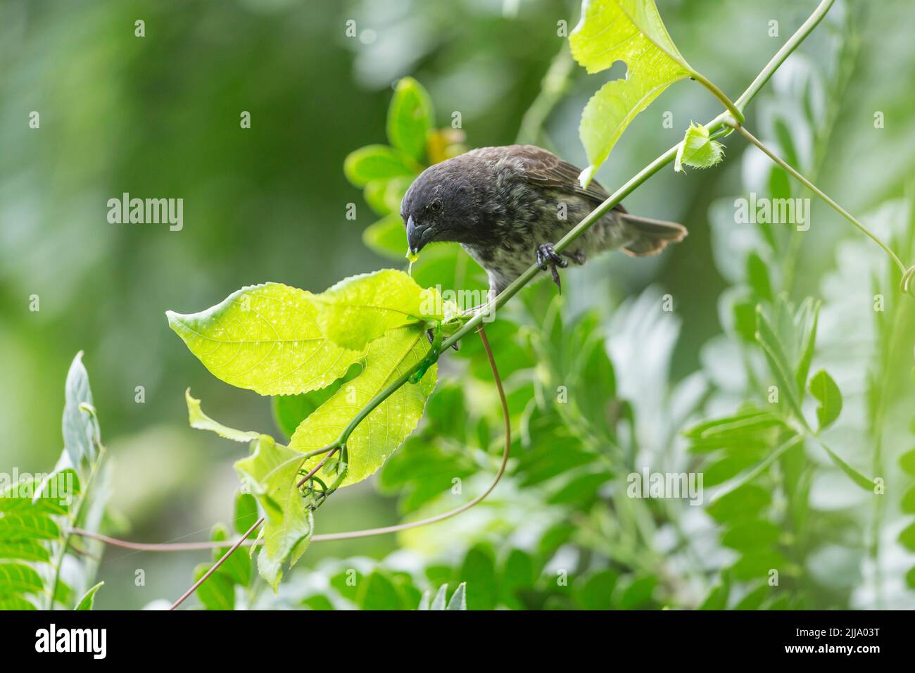 Große Baumfinke Camarhynchis psittacula, Erwachsene männlich, Floreana, Galápagos-Inseln, April Stockfoto