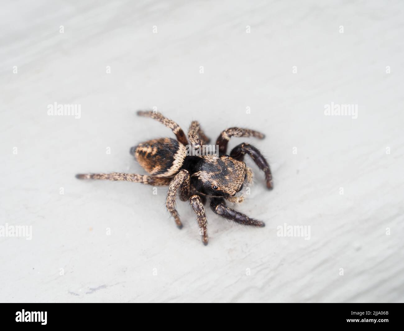Makrofoto einer kleinen springenden Spinne, wahrscheinlich Habronattus sp. Stockfoto