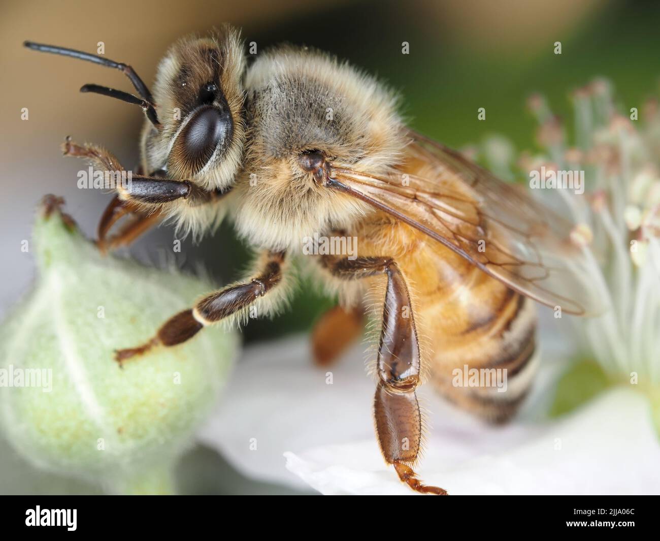 Makro einer Honigbiene (APIs mellifera), die sich auf einer Brombeerblüte reinigt Stockfoto