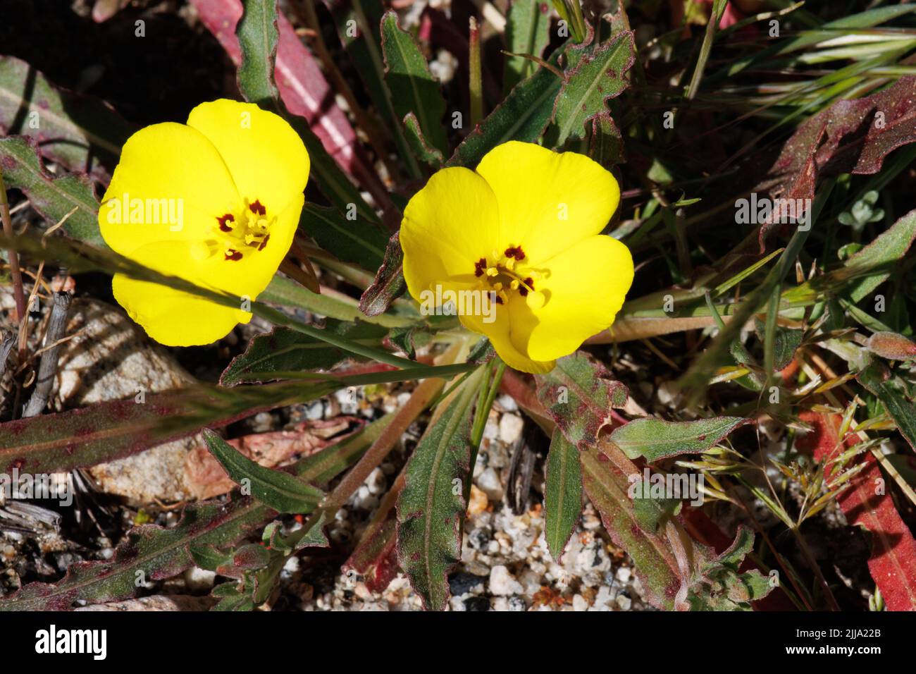 Gelb blühende racemose subpedicellate Dorn Blütenstand von Camissoniopsis Bistorta, Onagraceae, geboren jährlich in San Diego County, Springtime. Stockfoto