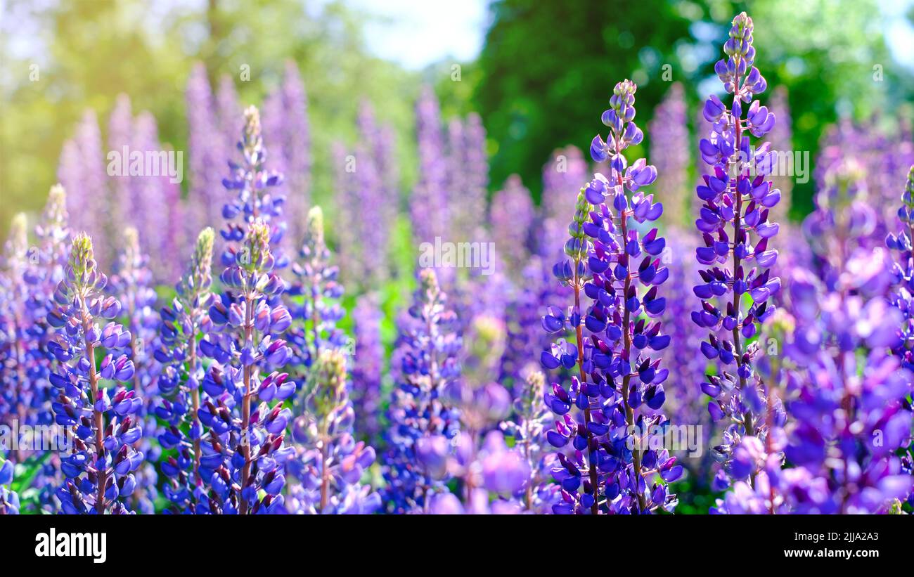 Ein schöner natürlicher Hintergrund für Ihre Projekte im Bannerformat mit einem Feld aus Lupinenblumen an einem klaren Sommertag Stockfoto