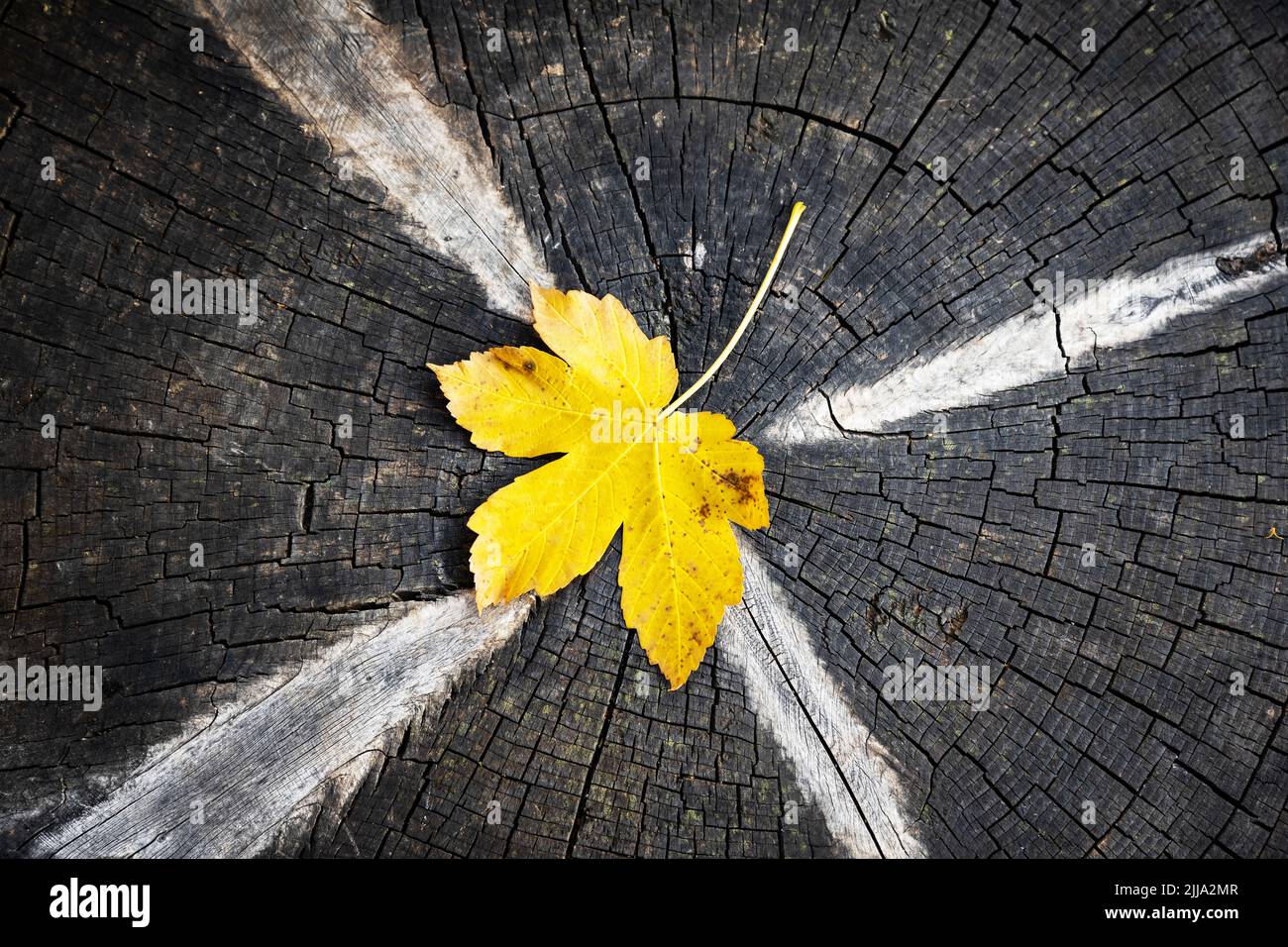 Gelbes Herbstblatt aus Ahornholz auf Holzgrund mit Kopierfläche. Herbstkonzept Stockfoto