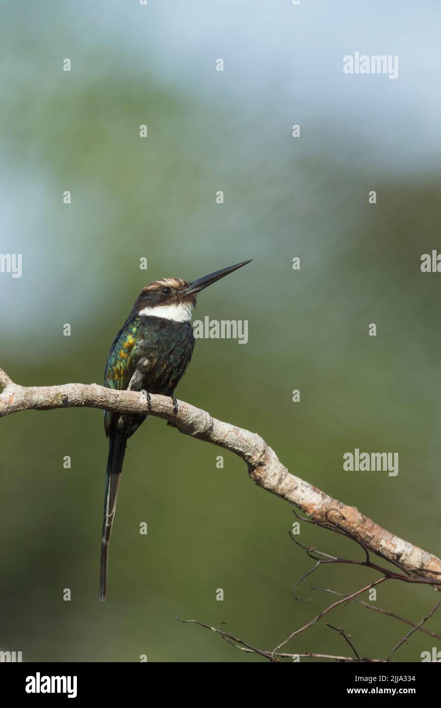 Paradise Jacamar Galbula dea, Erwachsene, im Baum, Kolumbien, März Stockfoto