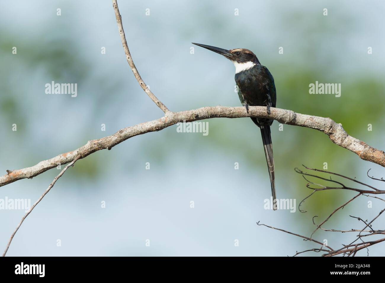 Paradise Jacamar Galbula dea, Erwachsene, im Baum, Kolumbien, März Stockfoto