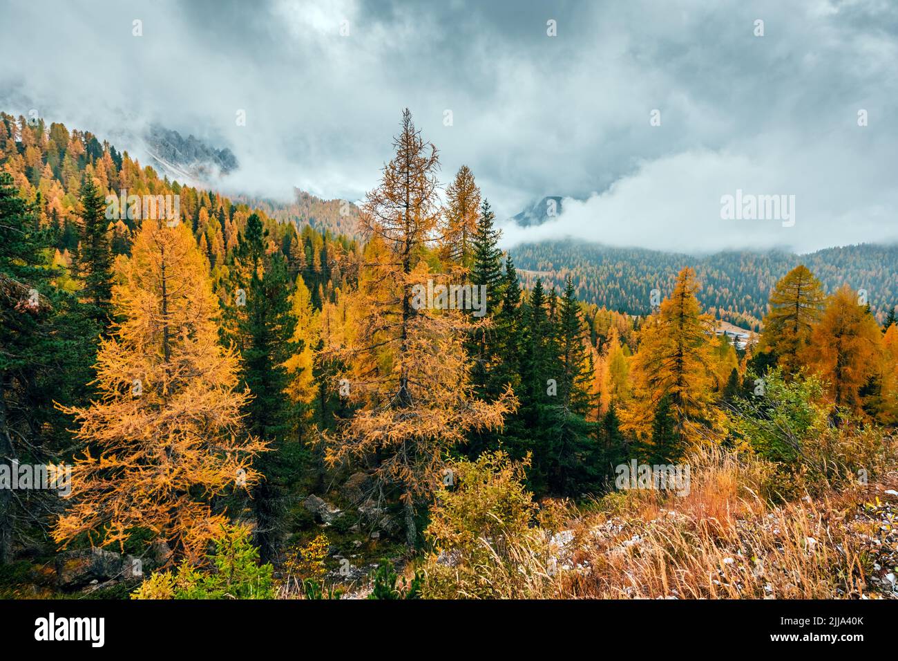 Unglaublicher Herbstblick auf die italienischen Dolomiten. Orangefarbene Lärchen Wald und neblige Berge Gipfel auf dem Hintergrund. Dolomiten, Italien. Landschaftsfotografie Stockfoto