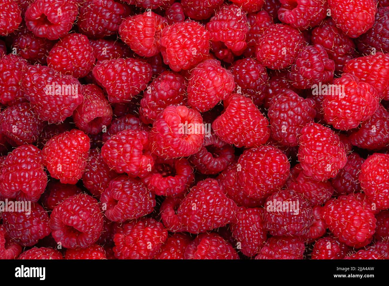 Himbeerhintergrund. Frische rote Beeren. Himbeerfrüchte horizontaler Hintergrund Stockfoto