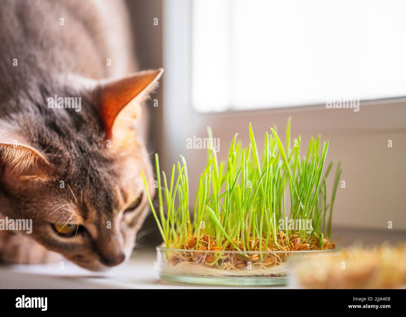 Die Abessinier schnüffelt etwas auf dem Fensterbrett neben Gras für die Magengesundheit von Haustieren. Konzeptionelles Foto von Tierpflege und gesunder Ernährung Stockfoto