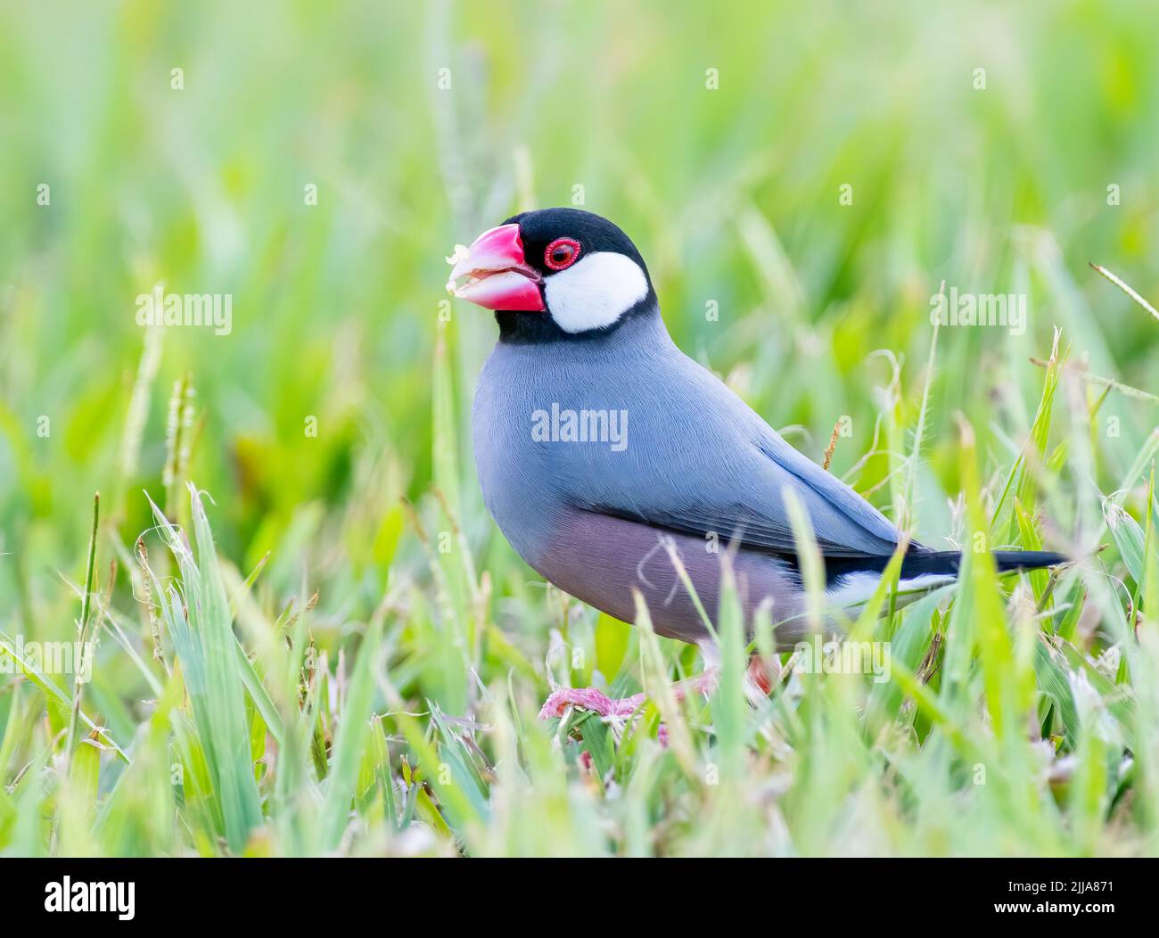 Java-Fink auf Nahrungssuche im Gras Stockfoto