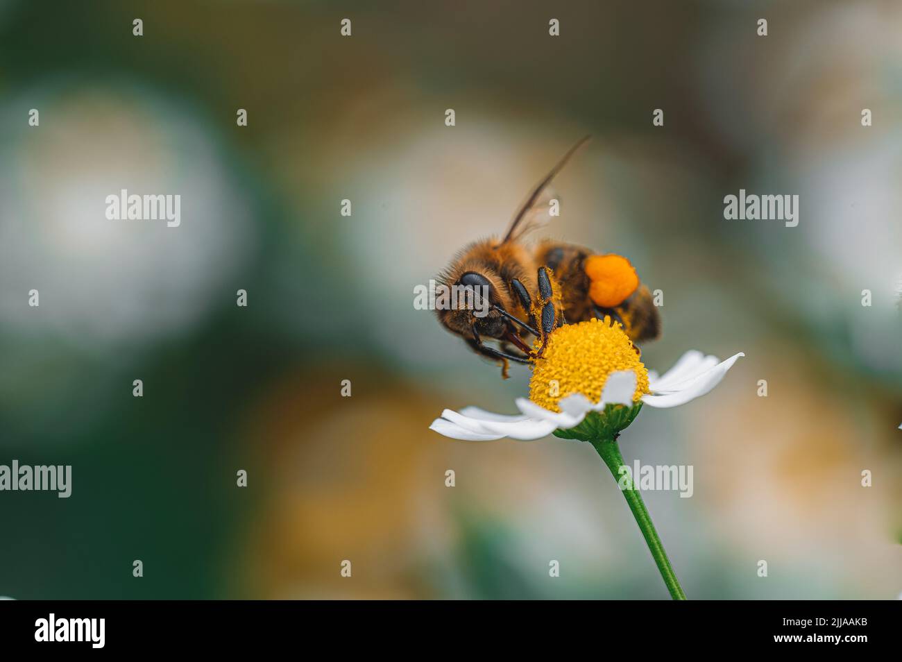 Eine Biene bestäubt eine Blume und ernährt sich vom Nektar. Makroaufnahme, geringe Schärfentiefe, verschwommener grüner Hintergrund. Stockfoto
