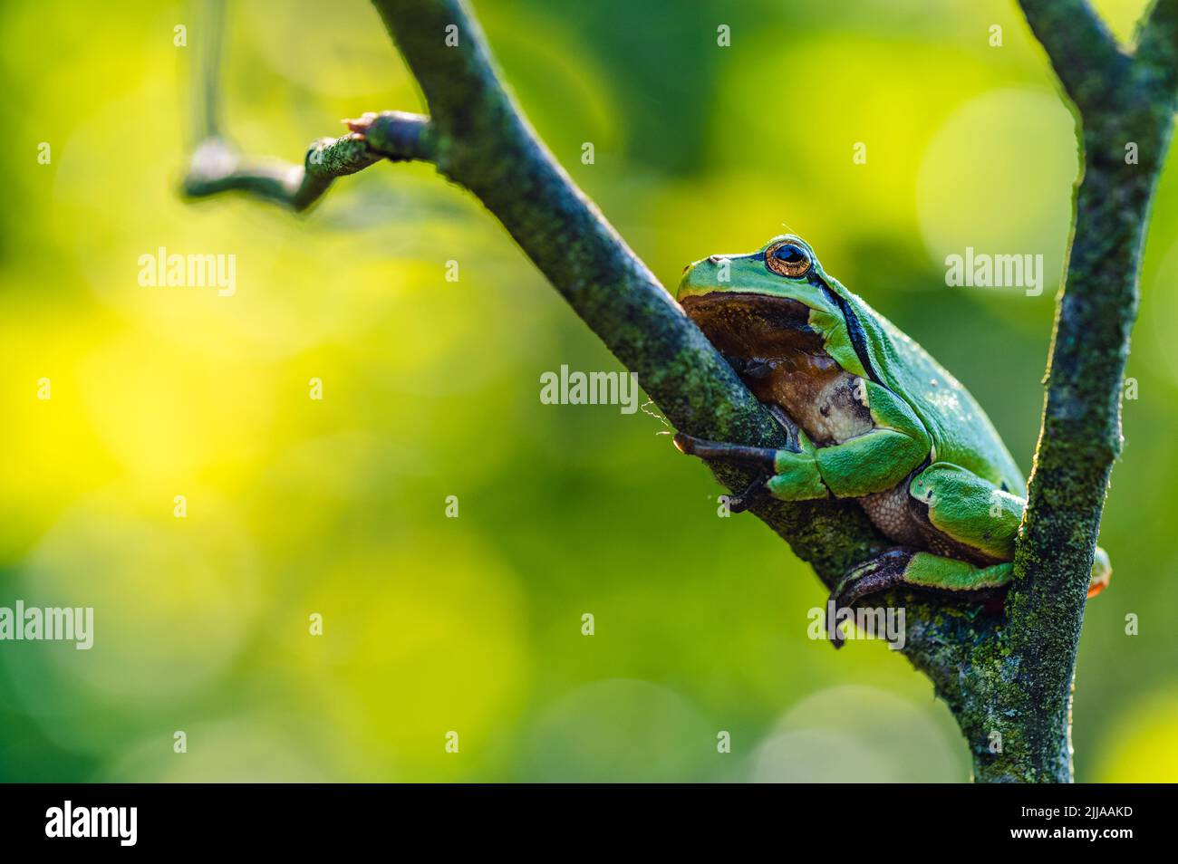 Der europäische Baumfrosch (Hyla arborea) ruht auf einem Zweig eines Busches. Grüner Hintergrund mit durchscheinendem Licht. Stockfoto