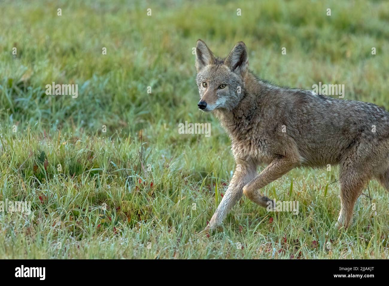 Ein Coyote (Cania latrans), der auf einem grasbewachsenen Feld in Petaluma, Kalifornien, läuft. Coyotes erweitern ihr Angebot, indem sie in städtische Gebiete der USA ziehen. Stockfoto