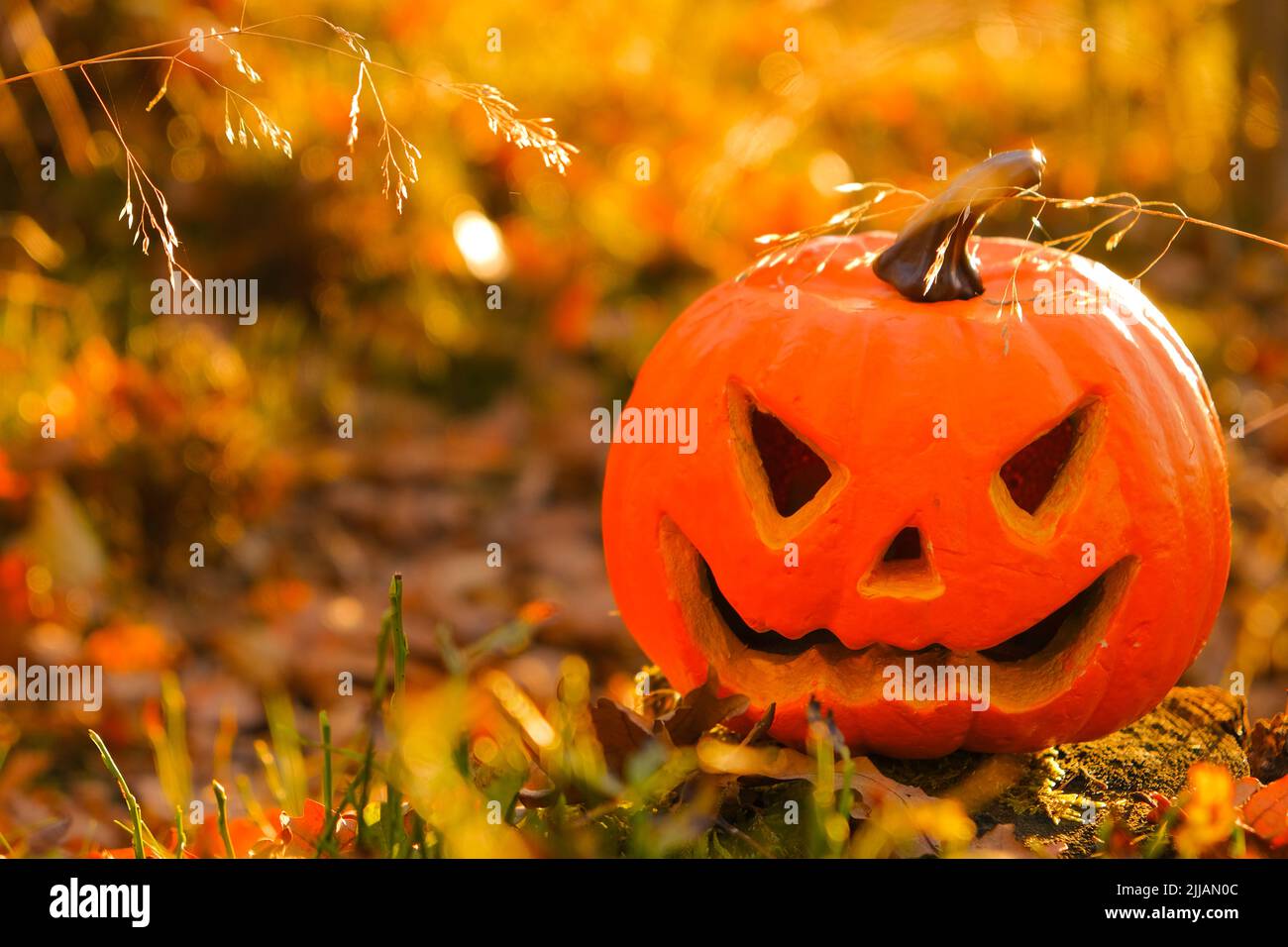 Halloween.Kürbis Jack Laterne im Herbst sonnigen Wald.Halloween-Saison. Festliches Symbol Stockfoto