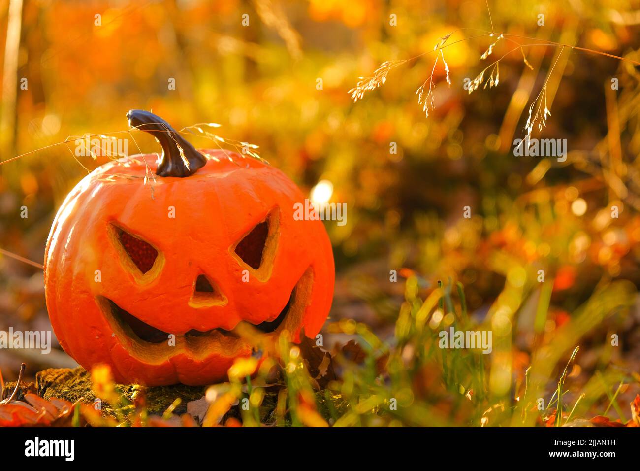 Halloween-Urlaub . Kürbis Jack Laterne im Herbst sonnigen Wald.Halloween-Saison. Festliches Kürbissymbol Stockfoto