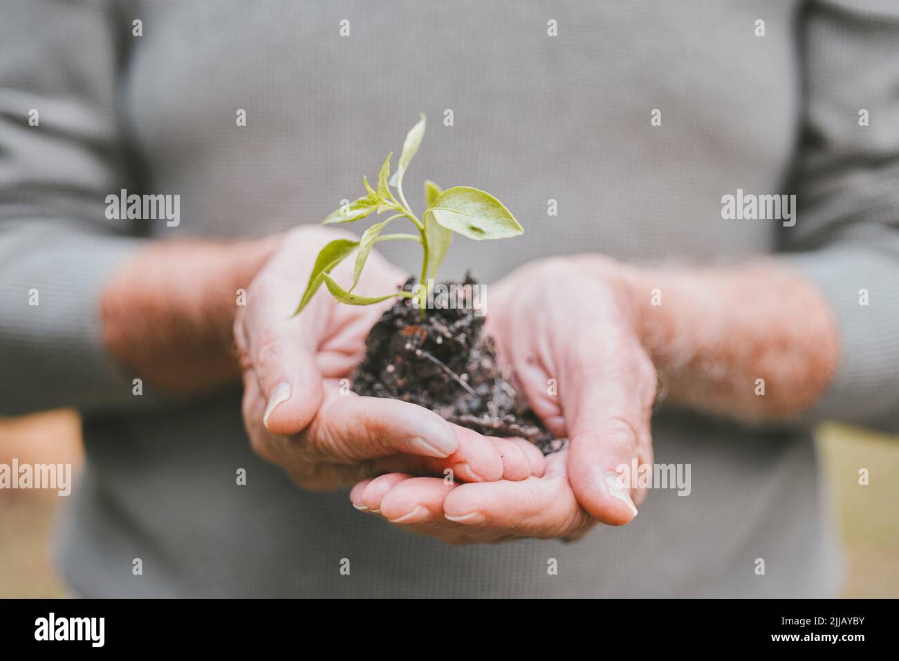 Optimieren Sie Ihre Gesundheit, optimieren Sie Ihre Gesundheit. Eine Gruppe von nicht erkennbaren älteren Mann hält eine Pflanze, die aus dem Boden wächst. Stockfoto