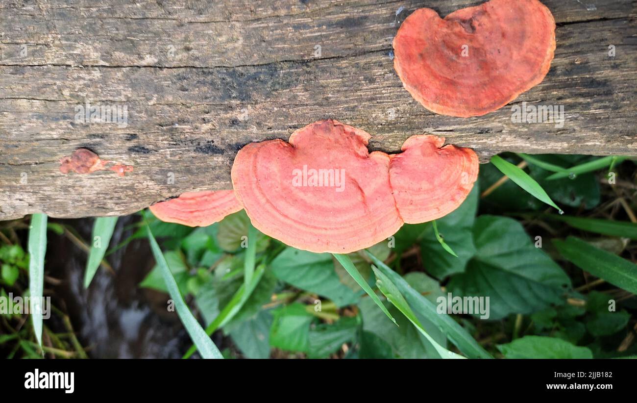 Wilder roter Pilz, der als Wirt am Holz befestigt ist Stockfoto