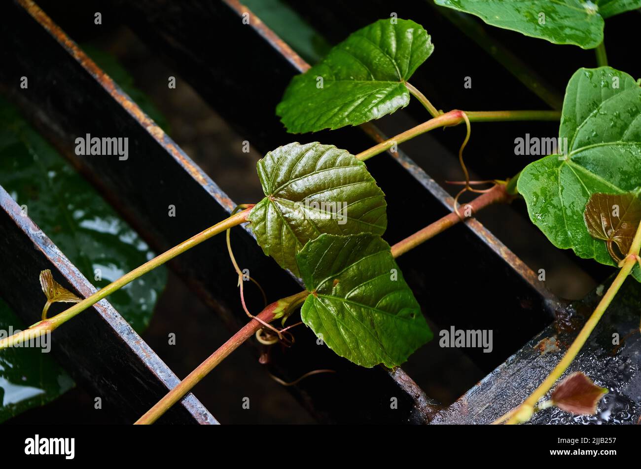 Die Blätter und die Rebe auf dem Metallgitter des Drainagerauges Stockfoto