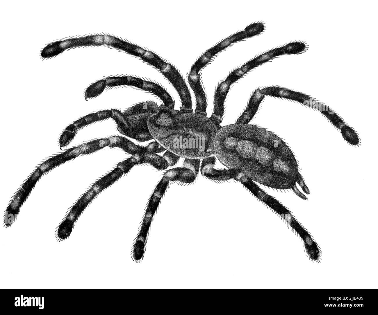 Tarantula-Spinne auf Weiß aus der königlichen Naturgeschichte HERAUSGEGEBEN VON RICHARD LYDEKKER Band VI 1896 Stockfoto