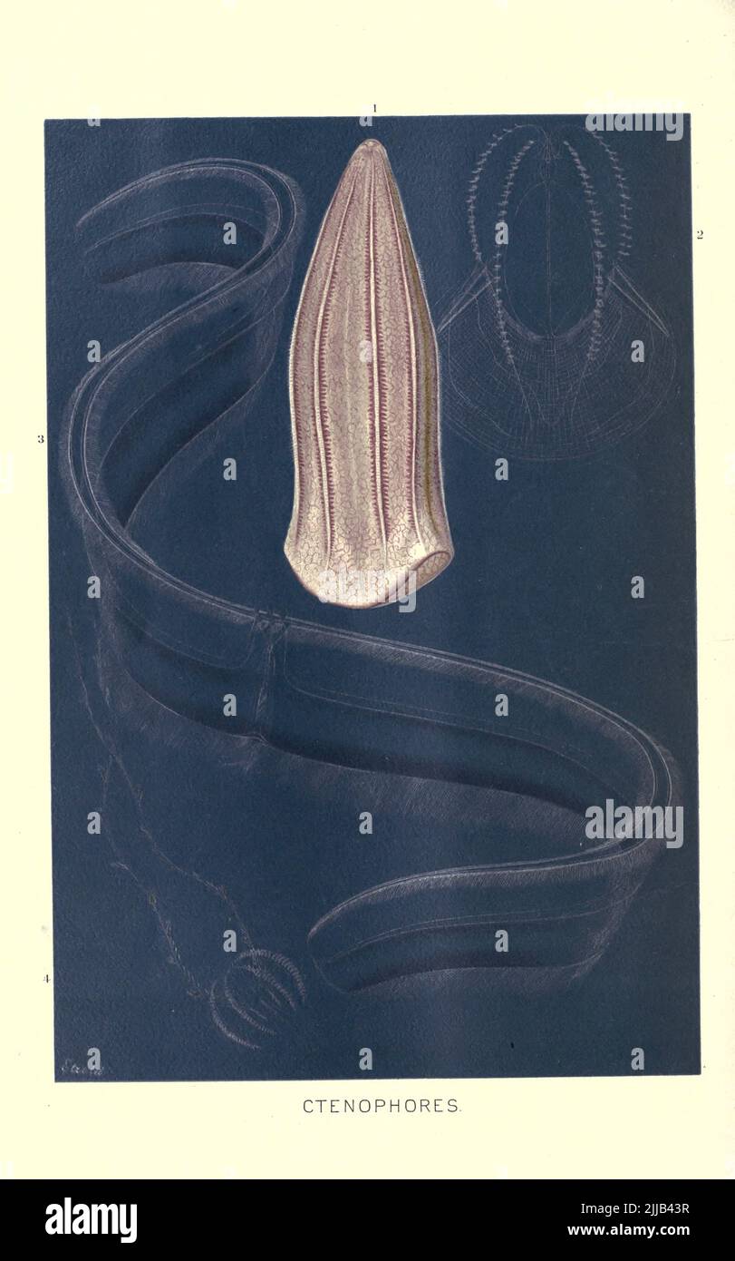 Ctenophores Ctenophora (Ctenophor aus dem Altgriechischen) umfasst einen Stamm von marinen Wirbellosen, allgemein bekannt als Kamm-Gelees, die weltweit in den Gewässern leben. Sie sind bekannt für die Gruppen von Zilien, die sie zum Schwimmen verwenden (gemeinhin als "Kämme" bezeichnet), und sie sind die größten Tiere, die mit Hilfe von Zilien schwimmen. Aus der königlichen Naturgeschichte HERAUSGEGEBEN VON RICHARD LYDEKKER Band VI 1896 Stockfoto