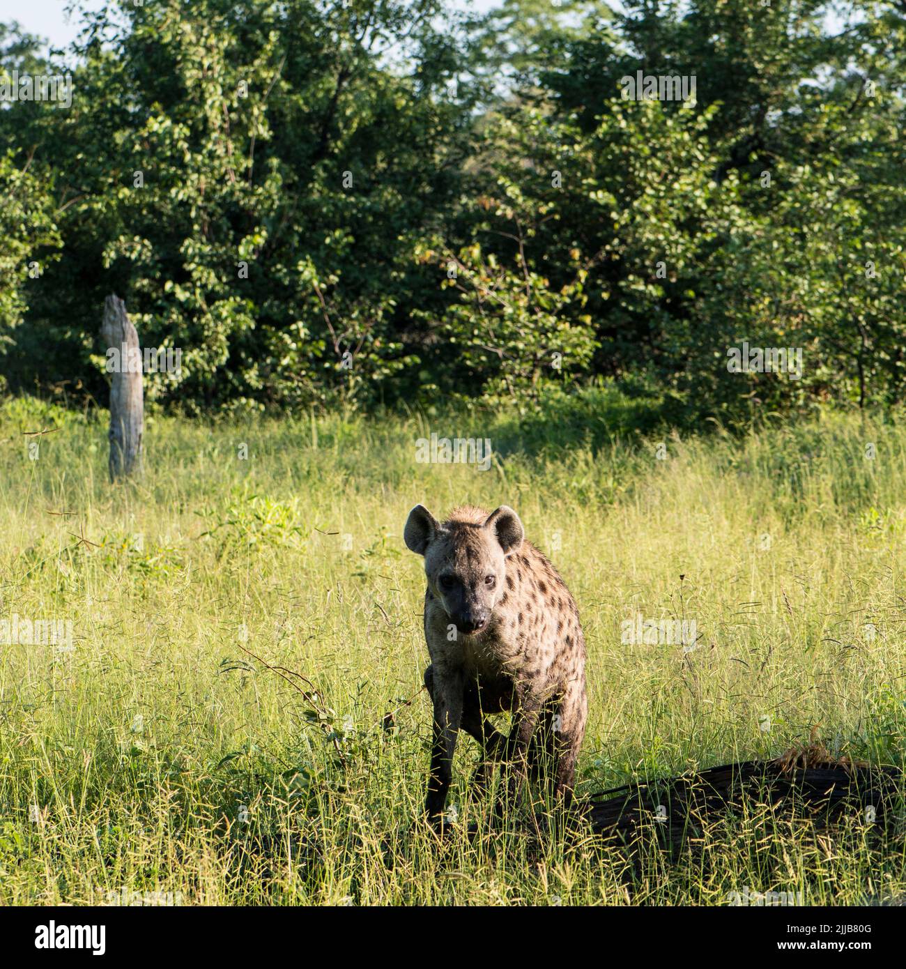 Hyena, Okavango Delta Game Park Stockfoto